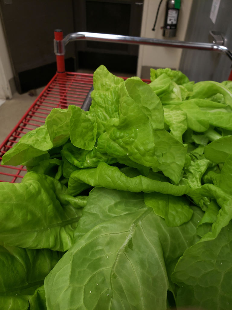 lettuce